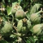 Formarea și tăierea mărului - pomi fructiferi
