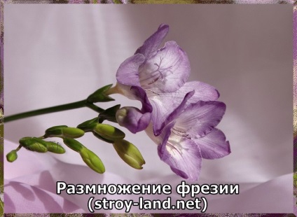 Freesia - îngrijire la domiciliu