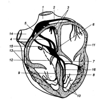 Funcțiile circulației sanguine