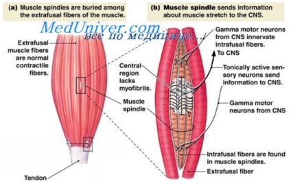 Sistem de contracție a mușchiului gamma-eferentă