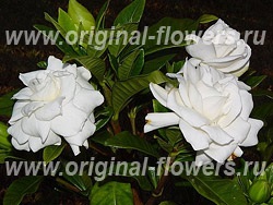 Gardenia - gardenia îngrijire, fotografie, boală, descriere