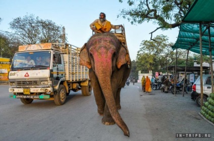 Unde să călătorești elefant în chittorgarh