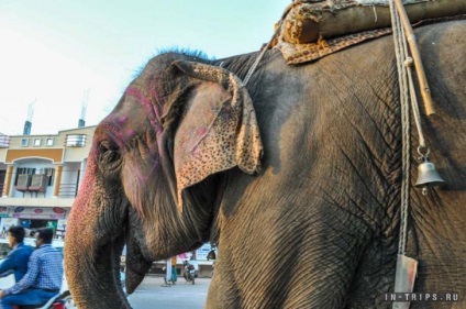 Unde să călătorești elefant în chittorgarh