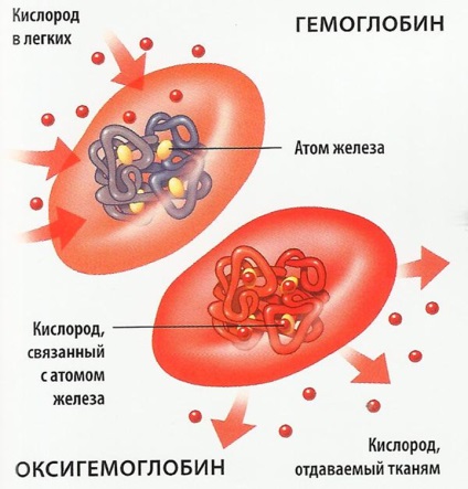 Hemoglobina și normalizarea ei, industria sănătății