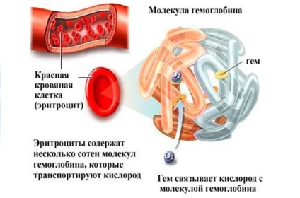 Hemoglobina și normalizarea ei, industria sănătății