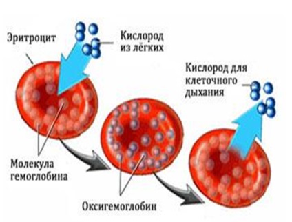 Hemoglobina și normalizarea ei, industria sănătății