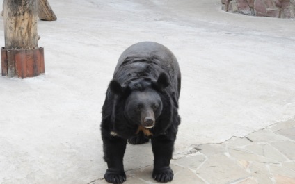 Ázsiai fekete medve 1