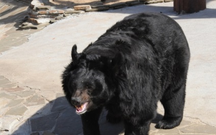 Himalayan Bear 1