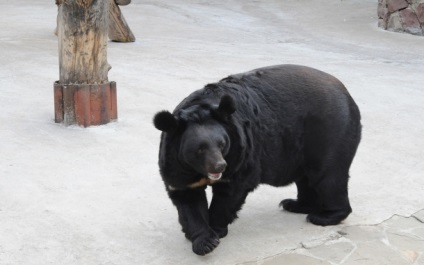Ázsiai fekete medve 1