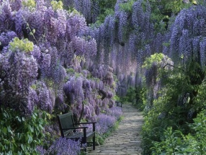 Wisteria plantarea și îngrijirea viilor din grădină