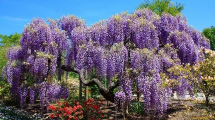 Wisteria plantarea și îngrijirea viilor din grădină