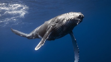 Kék állat a legérdekesebb tények a legnagyobb állati fotó kék bálna, bátor védő