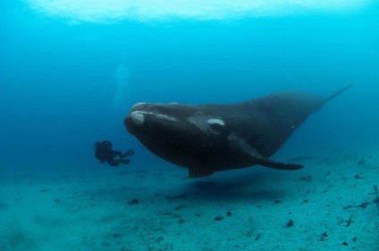 Animalul albastru cele mai interesante fapte despre cea mai mare balenă albastră pentru animale, apărător curajos