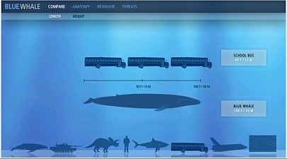 Animalul albastru cele mai interesante fapte despre cea mai mare balenă albastră pentru animale, apărător curajos