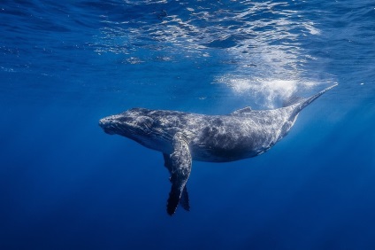 Animalul albastru cele mai interesante fapte despre cea mai mare balenă albastră pentru animale, apărător curajos