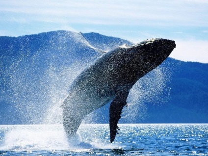 Kék állat a legérdekesebb tények a legnagyobb állati fotó kék bálna, bátor védő