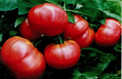 Ghiveci pentru tomate de tomate de prezentare a trucilor de grădinărit