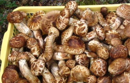 Descrierea și distribuția ciupercii Matsuta, foto