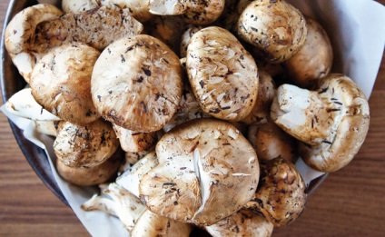 Matsutake Ciuperci - Diamantul japonez al pădurilor rusești