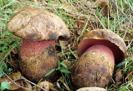 Gomba poddubnik fotó és leírás