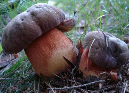 Gomba poddubnik egy tölgyerdőben, poddubovik, fehér, tölgy, amely növekszik ehető, sátáni, mint