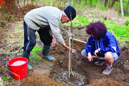 Descrierea și caracterizarea conferinței de ouă a varietății, avantajele și dezavantajele, trăsăturile de plantare și