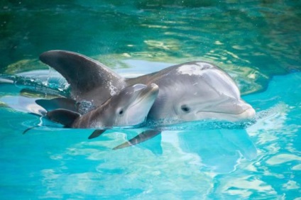Informații interesante despre delfini