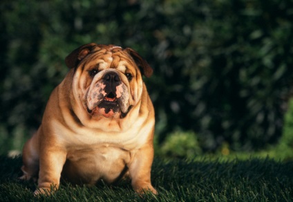 Depleția și obezitatea la câini, secretele de îngrijire la domiciliu