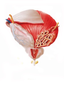 antrenament muscular pentru prostatită medicament pour prostate algerie