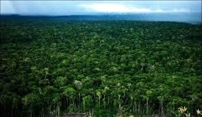 Mi a fő oka a csökkentés a trópusi erdők