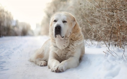 Care rasă de câini corespunde semnei dvs. de zodiac al husky, terrier, sau poate Alabai