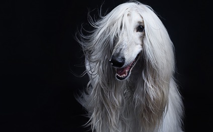 Care rasă de câini corespunde semnei dvs. de zodiac al husky, terrier, sau poate Alabai