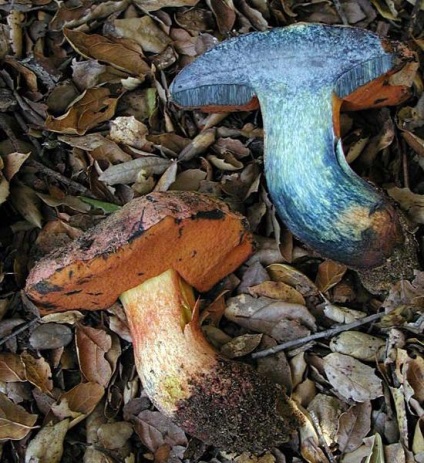 Ce și de ce ciupercile de pe tăietură devin albastru