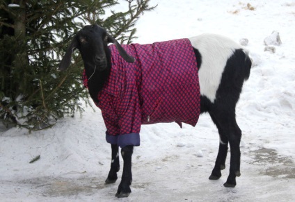 Cum caprele suferă înghețuri - grădina pentru întreaga familie - grădinărit practic