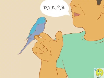 Hogyan kell tanítani a papagáj beszélni