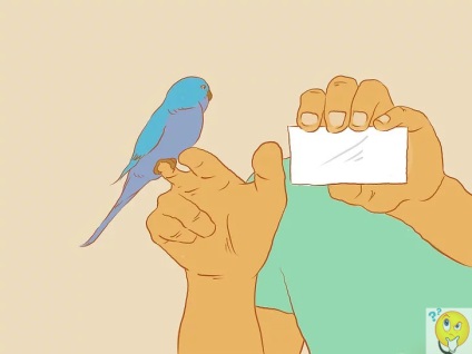 Cum să înveți un papagal să vorbească