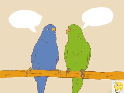 Cum să înveți un papagal să vorbească