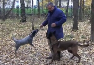 Cum să pregătești o echipă de câini - alături de un boxer german