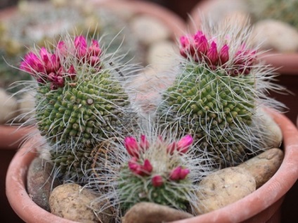 Cum să transplantați un cactus și cum să alegeți o oală nouă