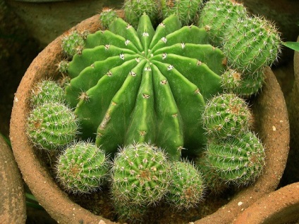 Cum să transplantați un cactus și cum să alegeți o oală nouă