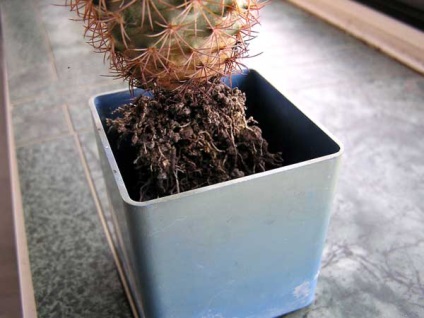 Cum să transplantați un cactus și cum să alegeți o oală nouă