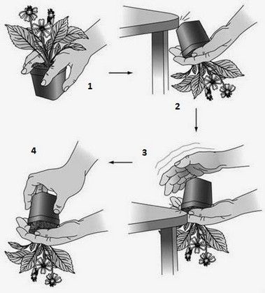 Hogyan transzplantáció Kalanchoe az otthoni, a kiválasztás a föld és a bankot, hogy ez után kell elvégezni,