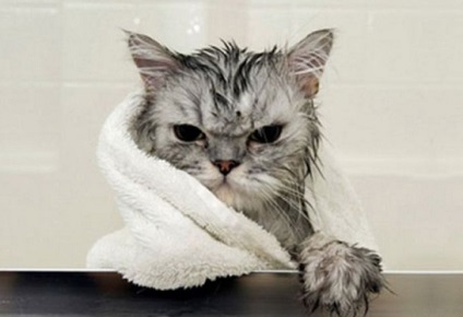 Cum să spălați o pisică - sfaturi pentru proprietari