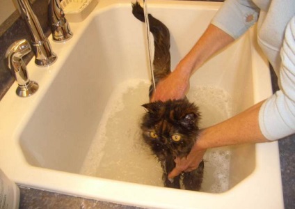 Hogyan mossa a macska - tanácsadás a tulajdonosoknak