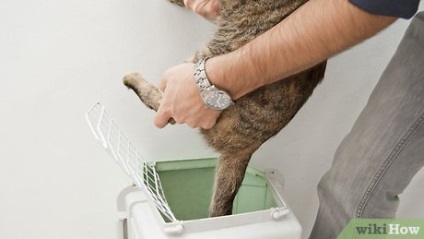 Cum să pui o pisică în cușcă