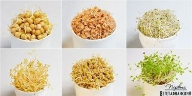 Cum să germineze în mod corespunzător semințe și boabe