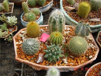 Hogyan tegye a különböző kaktusz egy edényben