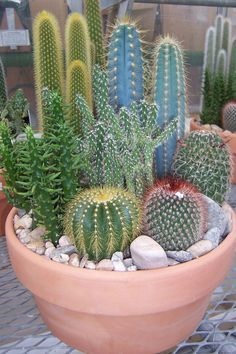 Hogyan tegye a különböző kaktusz egy edényben