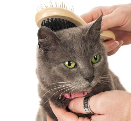 Hogyan kell kezelni a haj macskák