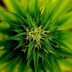 Cum să taie cannabisul